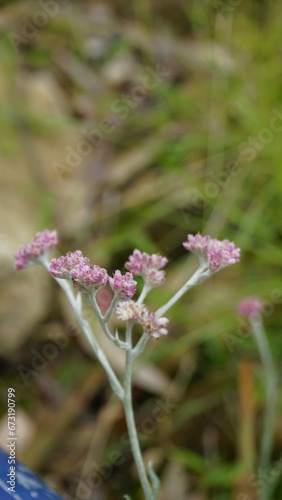 flowers of Antennaria dioica also known as cats foot  rose  Stoloniferous pussytoes