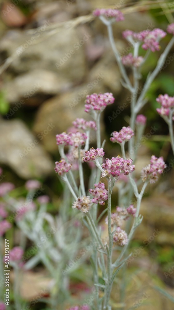 flowers of Antennaria dioica also known as cats foot, rose, Stoloniferous pussytoes flowers of Antennaria dioica also known as cats foot, rose, Stoloniferous pussytoes