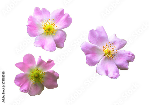 pink wild rose on white isolated background