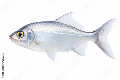 Fish Isolated On White, Fish On White Background, Fish