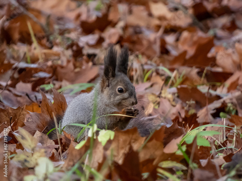 Close-up of the Red Squirrel  Sciurus vulgaris  with winter grey coat sitting on ground among fallen  dry  brown leaves in autumn