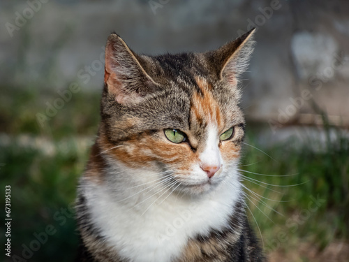 Close-up of a Calico cat with with tabby markings - tri-color cat with orange, grey and white stripes and blotches with beautiful green eyes outdoors