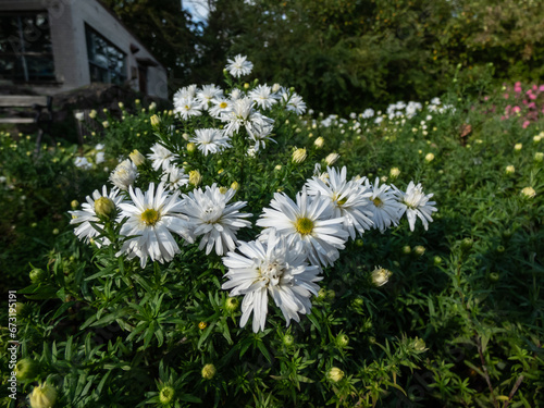Close-up of the Michaelmas Daisy (Aster dumosus) 'Kristina' flowering with semi-double yellow eyed white flowers in autums photo