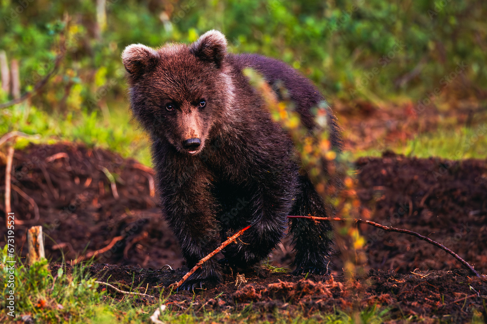 brown bear cub