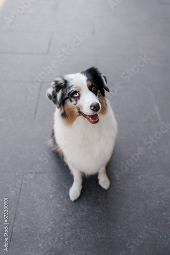 Australian shepherd dog © Aleksandra