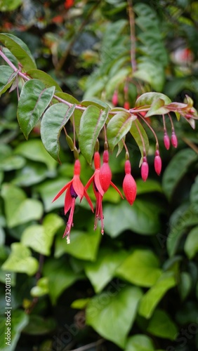 Closeup of flowers of Fuchsia magellanica also known as Hummingbird Fuchsia, Dollar Princess etc