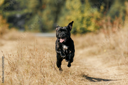 staffordshire bull terrier
