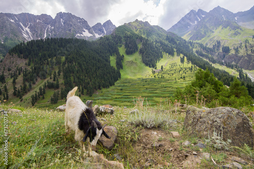 Naltar valley goat