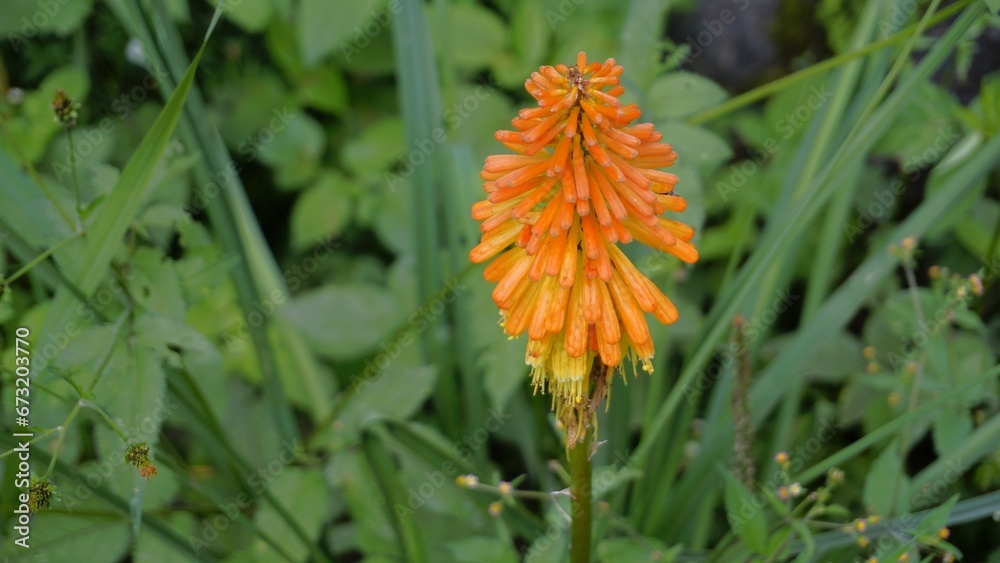 flowers of Kniphofia linearifolia also known as Common red hot poker, Candy Corn Flower flowers of Kniphofia linearifolia also known as Common red hot poker, Candy Corn Flower