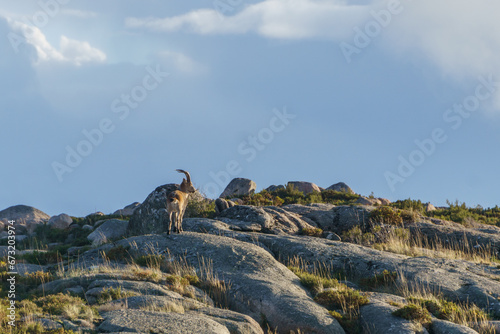 Adult male capra pyrenaica lusitanica standing still on a rock, Peneda-Geres National Park, Vilar da Veiga, Portugal photo