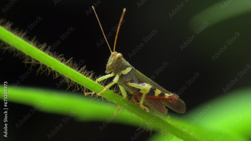 Green grasshopper blends with green forest leaves in 4K macro video in natural light Green grasshopper blends with green forest leaves in 4K macro video in natural light