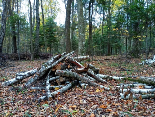 In the middle of the forest, a pile of stacked cut branches and a birch trunk are prepared for firewood for heating the house. Felling and harvesting of wood in the forest.