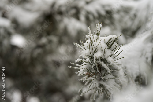 Snow covered pine tree in winter season closeup © GCapture