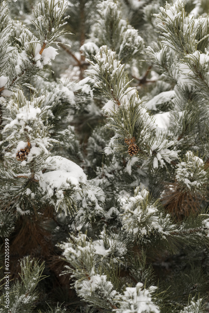 Snow covered pine tree in winter season closeup