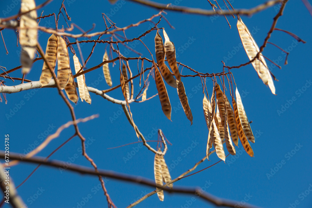 Fototapeta premium The status of different plants in winter in Tehran, Iran