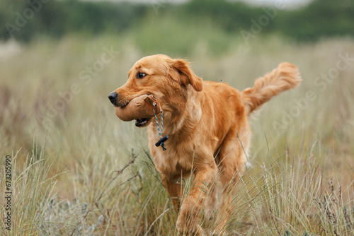 working golden retriever in the grass