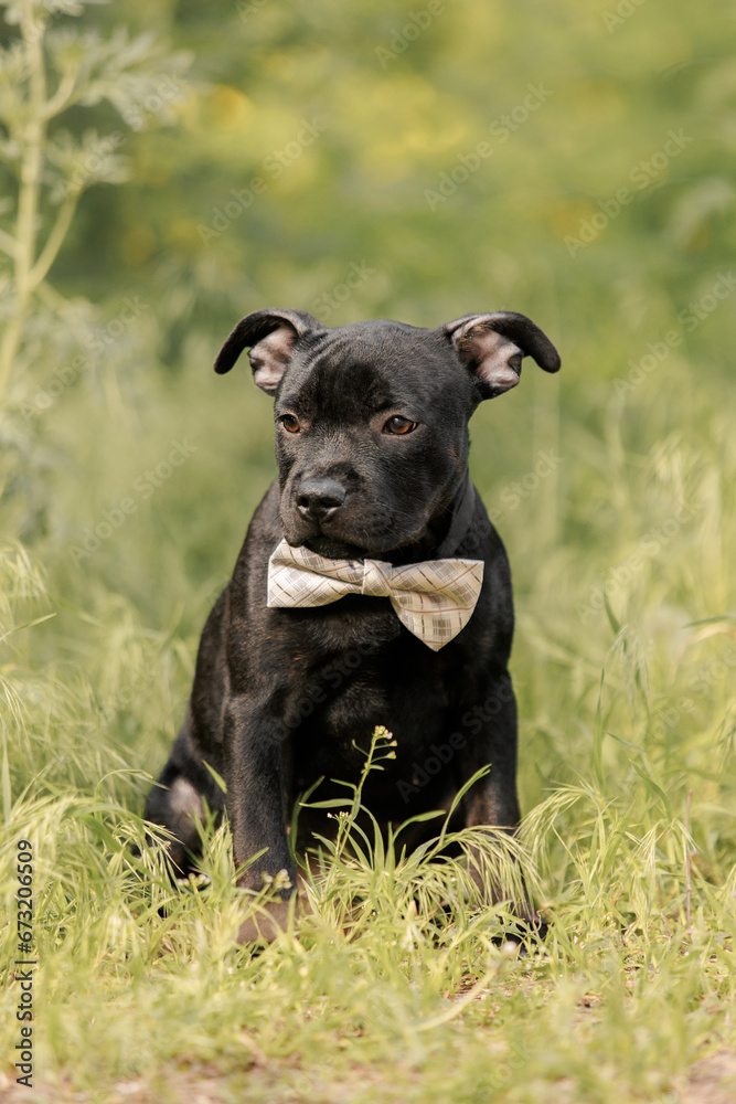 staffordshire bull terrier puppy