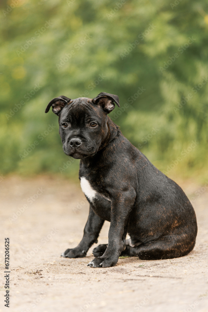 staffordshire bull terrier puppy