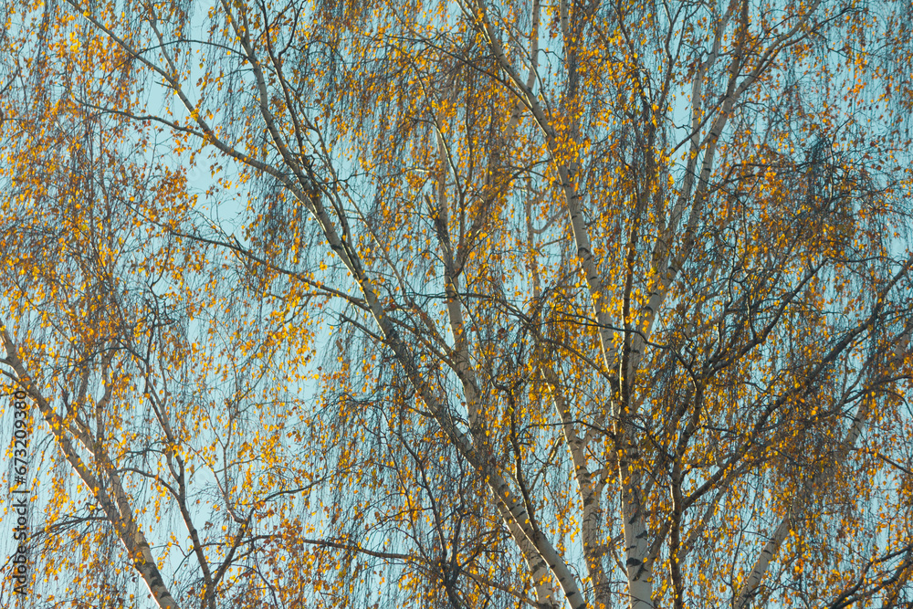 Yellow Birch tree
