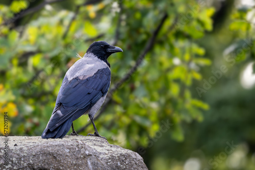 Hooded Crow - Corvus cornix, beatiful black and gray crow from European woodlands and forests, Germany.