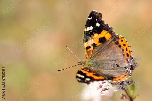 Indian Red Admiral butterfly (Akatateha) spred wing and sucking nectar from a Japanese Thoroughwort flowerhead (Wildlife closeup macro photography)  © SAIGLOBALNT