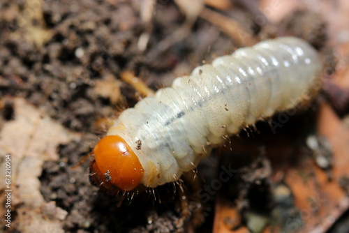 White and orange head Aodoukogane (Anomala albopilosa) Oriental beetle larvae emerging from the soil (Wildlife closeup macro photograph) 