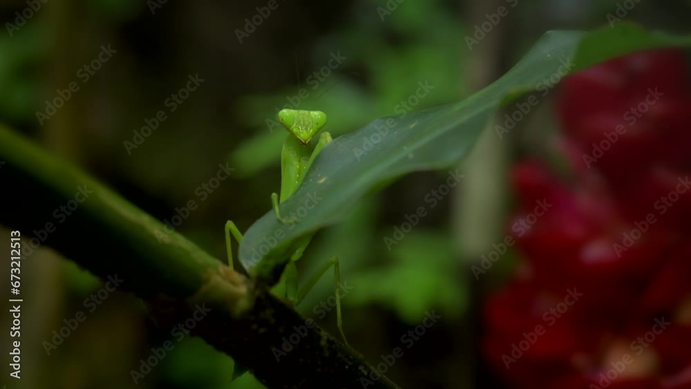 Tiny Mantis in a tropical forest In 4K video format with natural light, gloomy and dark shadows. Tiny Mantis in a tropical forest In 4K video format with natural light, gloomy and dark shadows.