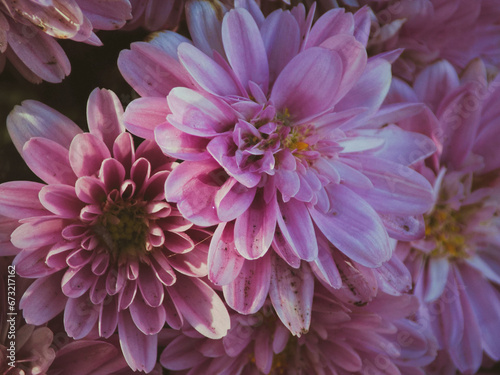 pink dahlia flower