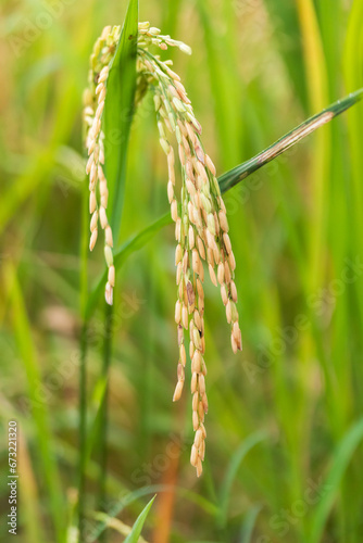 rice disease on stem from fungui
