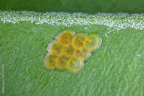 Box tree moth (Cydalima perspectalis). Egg, eggs deposit on the leaf of a boxwood bush in the garden. photo