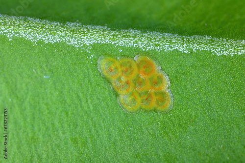 Box tree moth (Cydalima perspectalis). Egg, eggs deposit on the leaf of a boxwood bush in the garden. photo