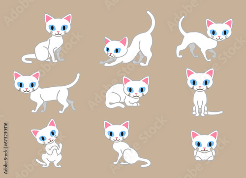 Set of White cat in different poses