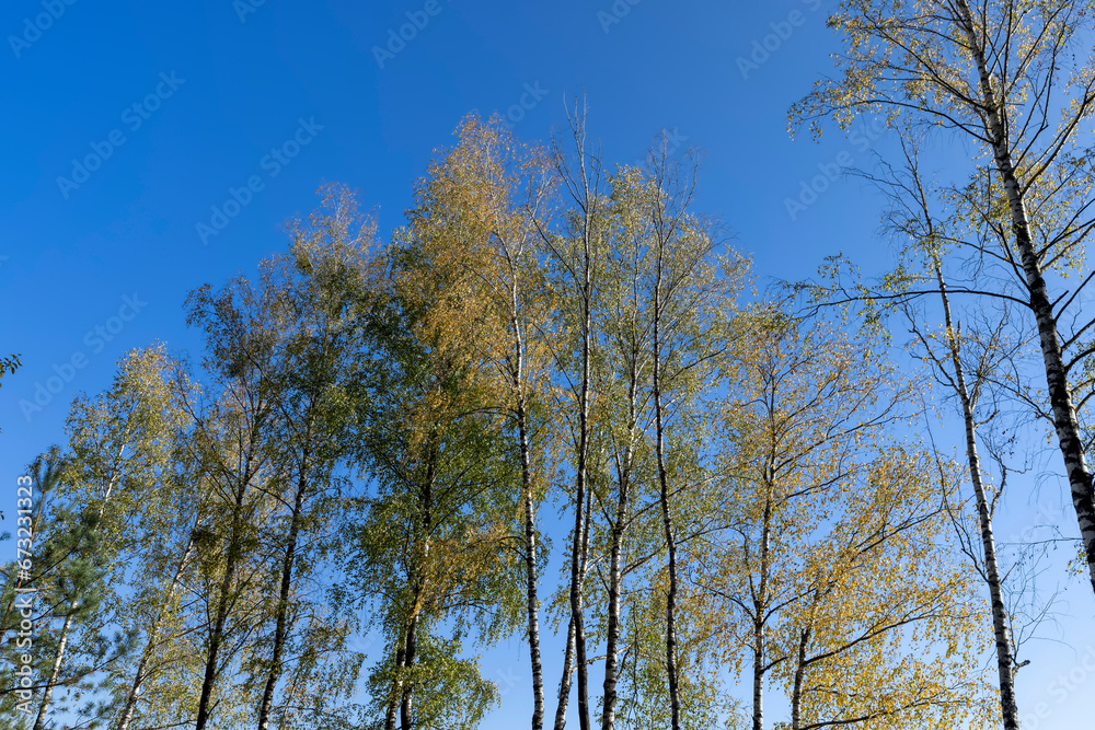 sunny autumn weather in a birch forest with a blue sky sunny autumn weather in a birch forest with a blue sky