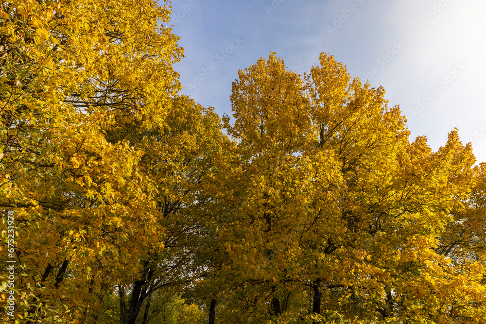 Naklejka premium multicolored yellowing maple foliage during leaf fall