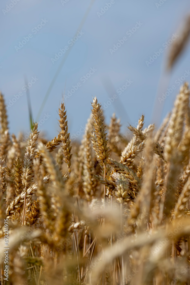 Fototapeta premium monoculture golden mature wheat in the field