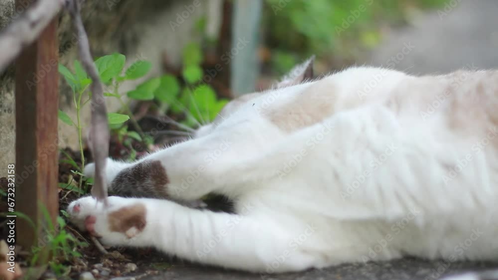 Cute Grey striped cat is relaxing on concrete floor in natural garden Cute Grey striped cat is relaxing on concrete floor in natural garden