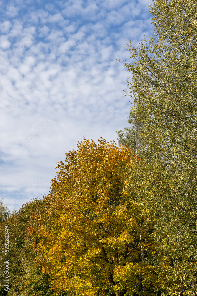 changing the color of foliage on birch trees in autumn weather changing the color of foliage on birch trees in autumn weather