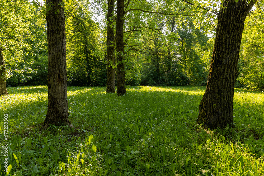 deciduous trees with green foliage in spring, green foliage deciduous trees with green foliage in spring, green foliage