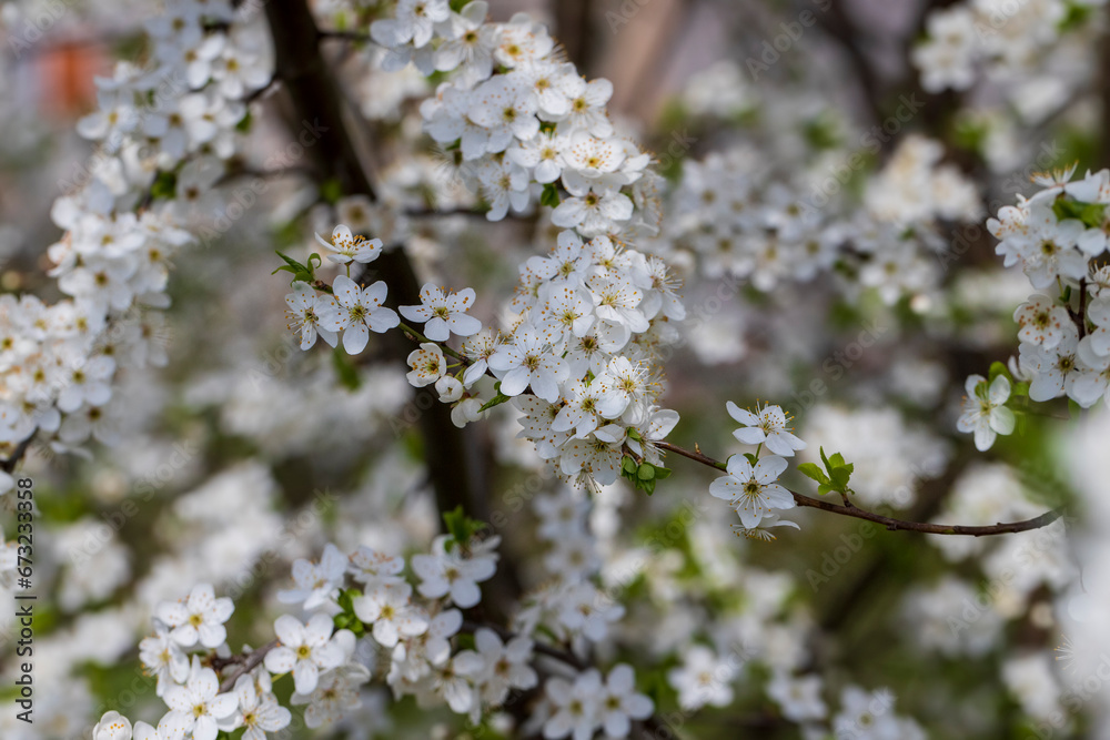 cherry in the orchard blooms with white flowers cherry in the orchard blooms with white flowers