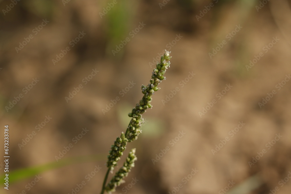 selective focus, grass flower on blurred background