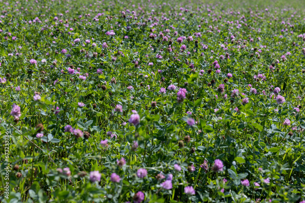 a field with clover for feeding animals on the farm
