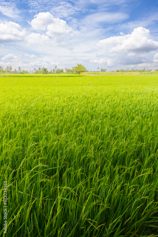 Green rice meadow fields with blue sky.