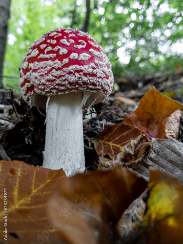 Fly agaric rises among fallen leaves