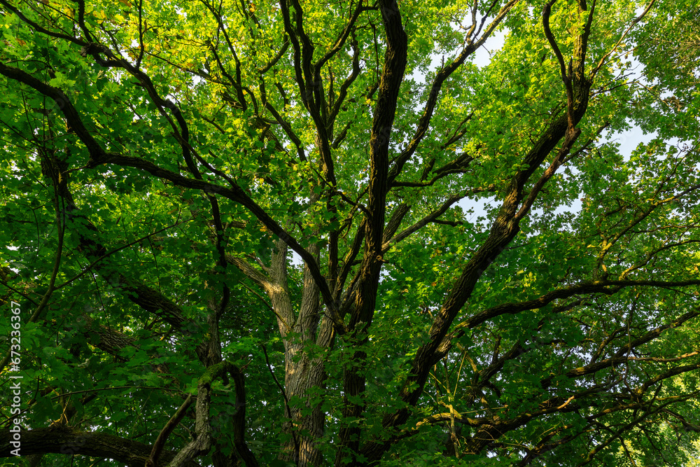 changing the color of the foliage of plants in the autumn season