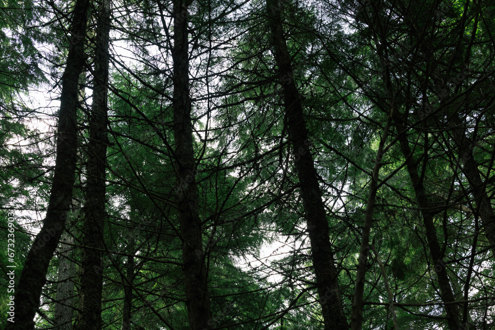 trees in the woods trees in the woods