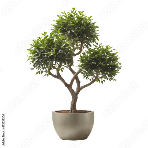 tree isolated on transparent background