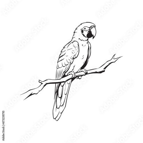 parrot on branch