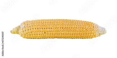 Raw sweet corn isolated on white background. Fresh vegetable ingredients.