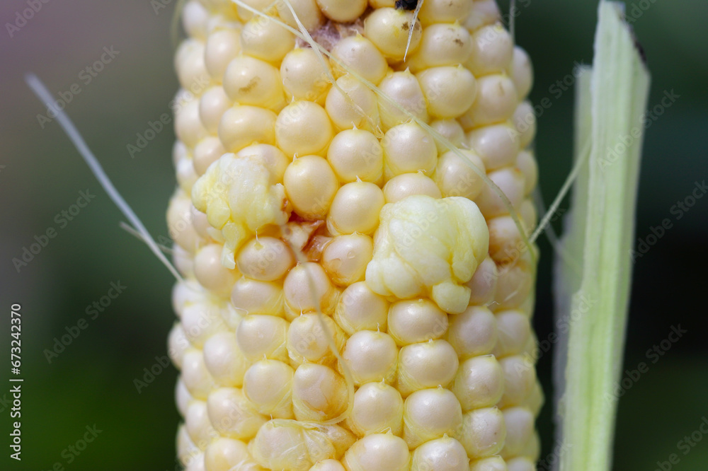 Corn smut (Ustilago maydis) is a fungus parasite of corn. Is an edible