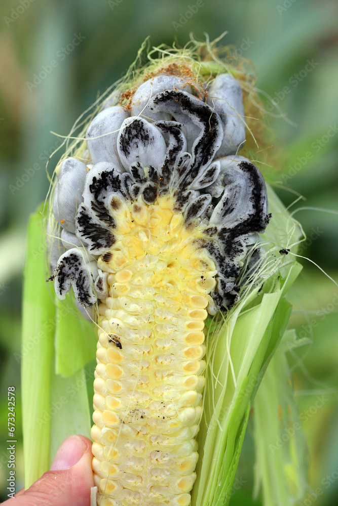 Corn smut (Ustilago maydis) is a fungus parasite of corn. Is an edible